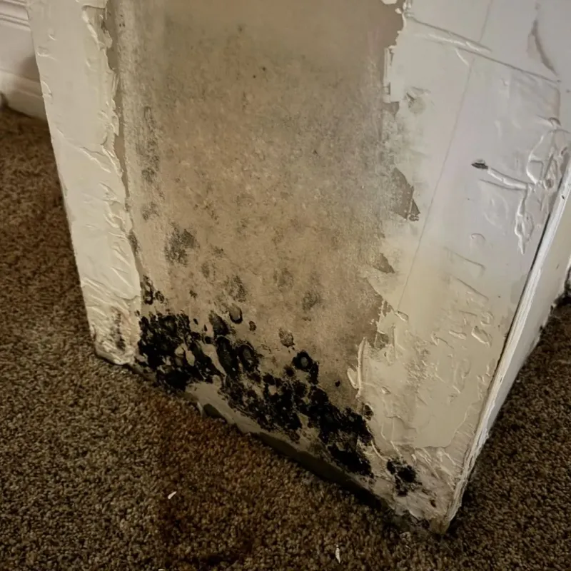 Professional Mold Removal in Eureka, NV